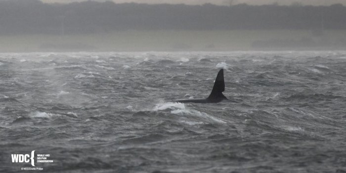 1920x1080 Wow - orcas pay a surprise visit to Scotland's Moray Firth! - Whale