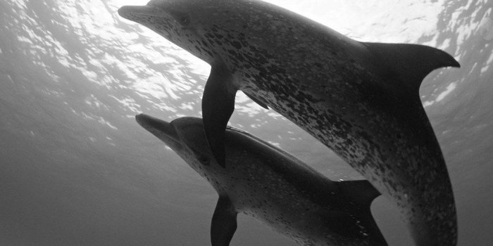 1024x819 Dolphin Wallpaper | Dolphin Wallpaper | Jonty Cooper