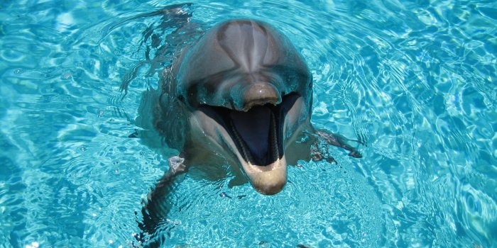 2560x1600 HD wallpaper: two grey dolphins, Couple, HD, 4K | Wallpaper Flare