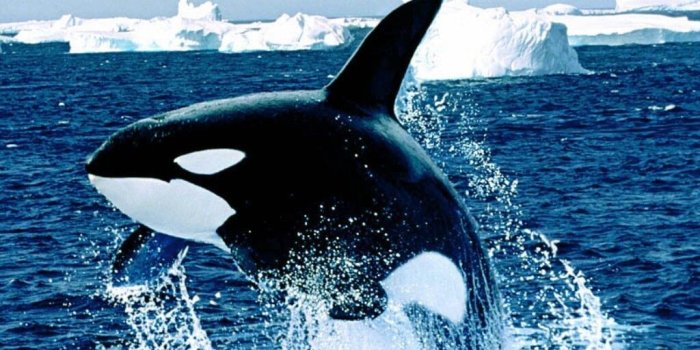 1024x768 Wallpaper Whales: Dolphin Water White Jump Ocean Marine Mammal Black