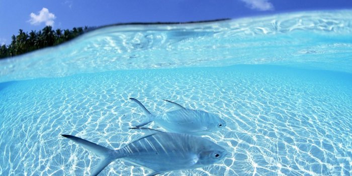 1600x1000 Picture of two blue tropical fish | HD Animals Wallpapers