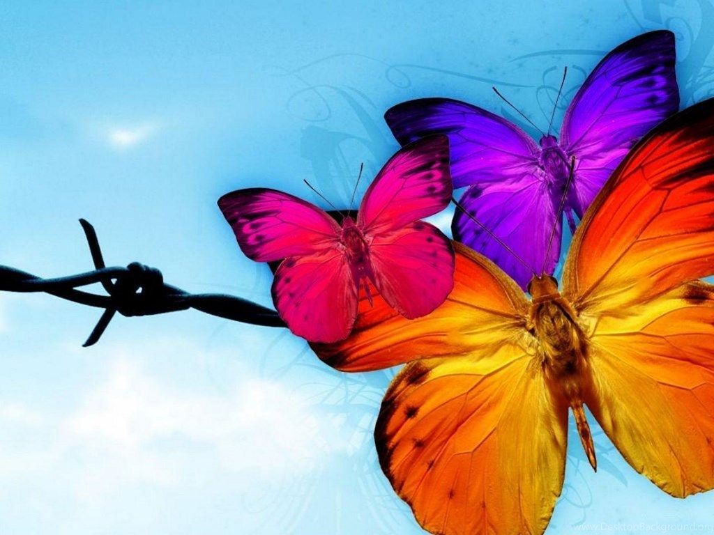 1024x768 Animated Butterflies HD Wallpapers Pretty Desktop Background