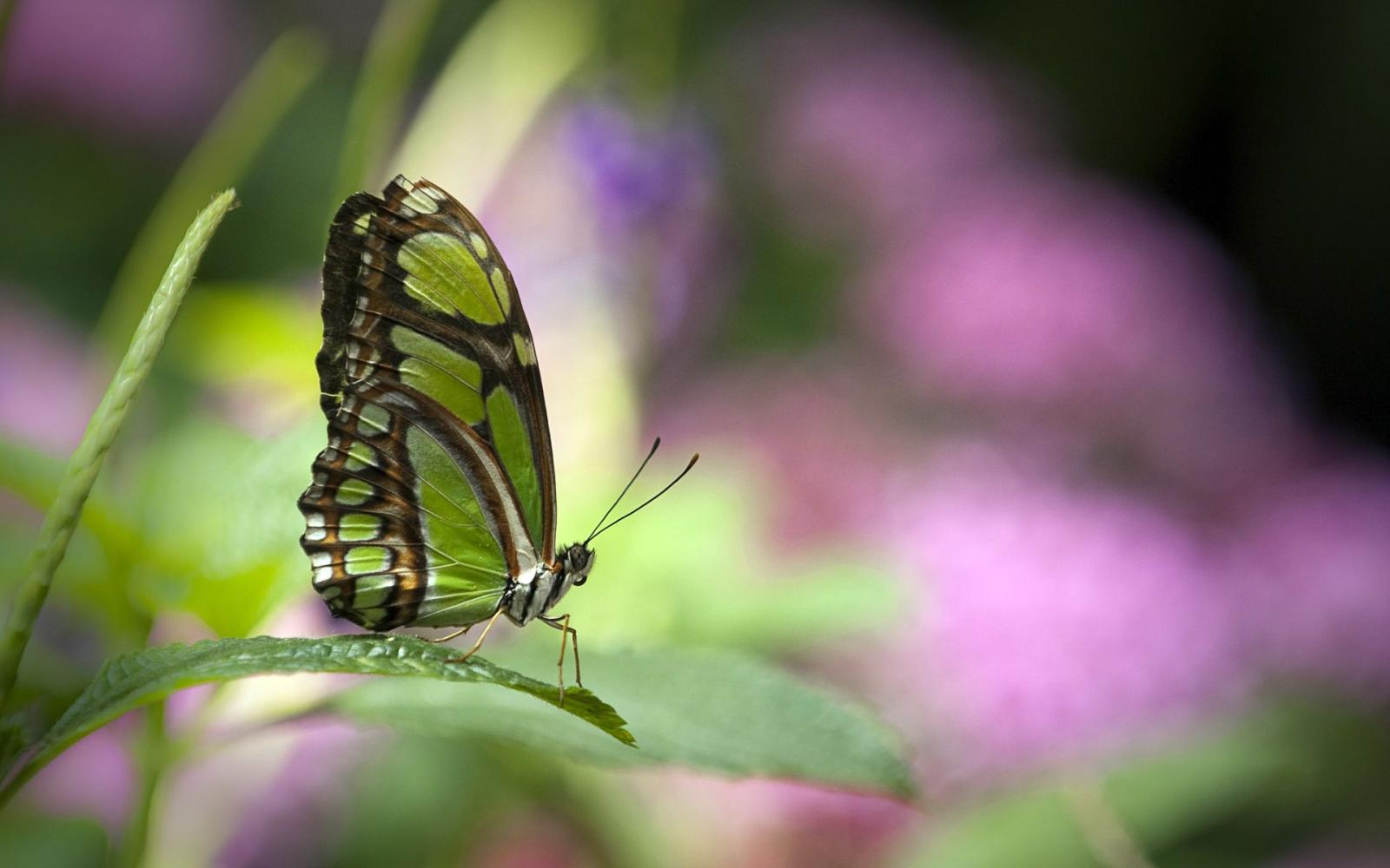 1920x1200 Free animated butterfly wallpaper download