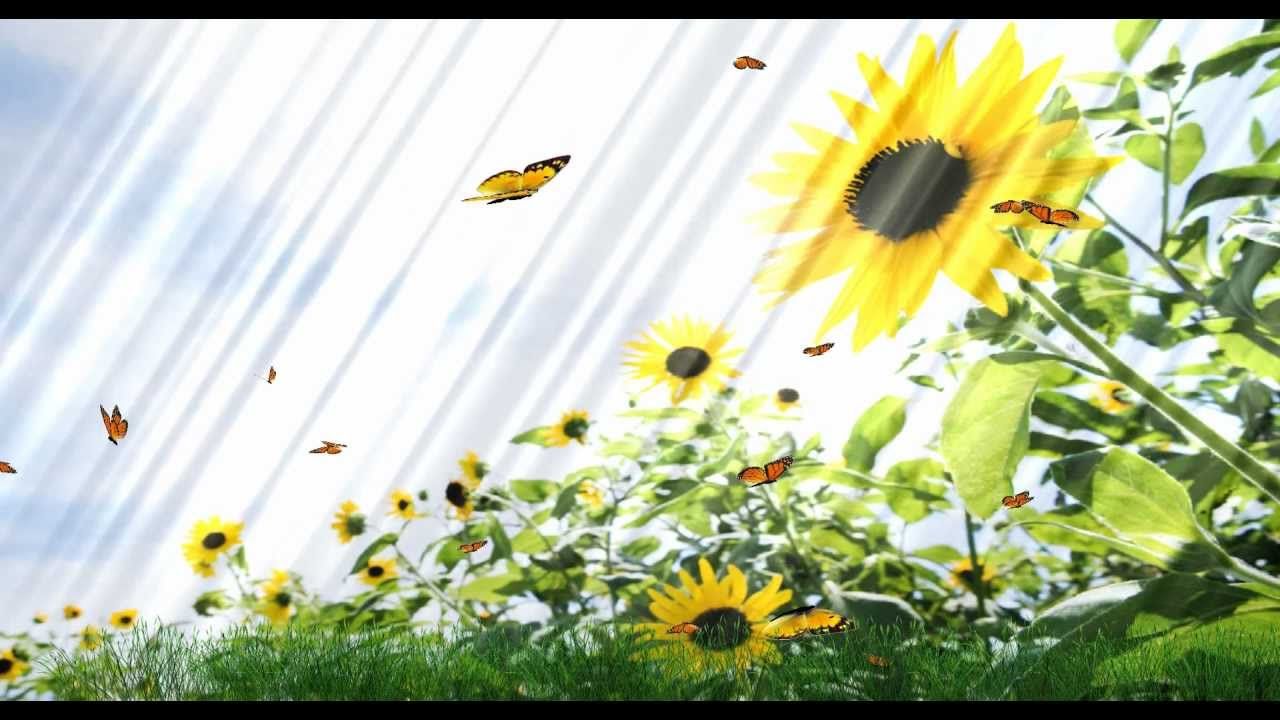 1280x720 Beautiful Butterfly Animated Wallpaper http://www.desktopanimated.com