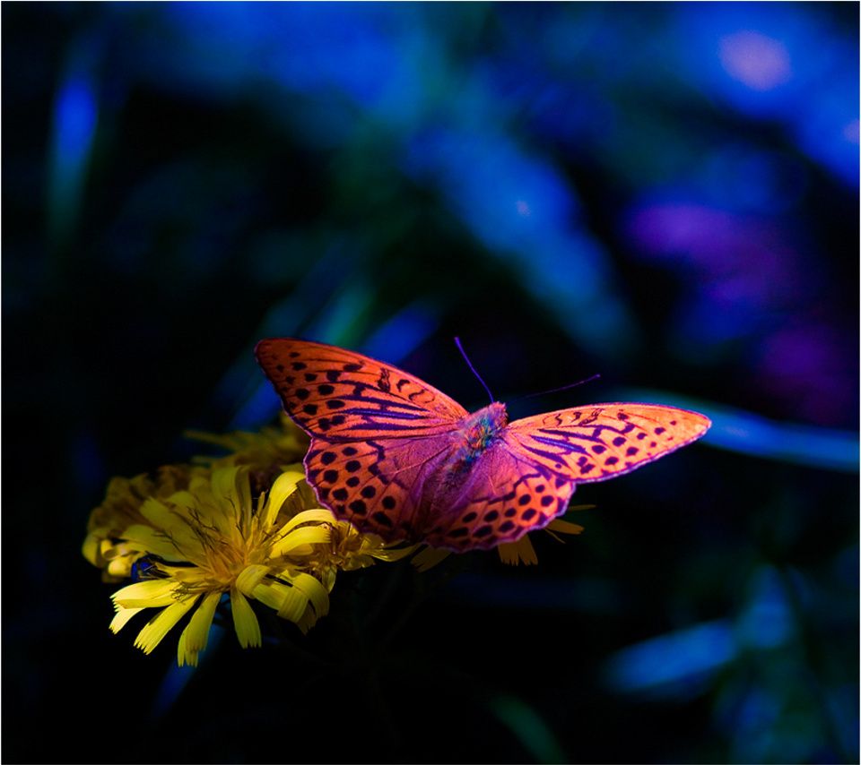 960x854 Animated Butterfly Wallpaper For Mobile