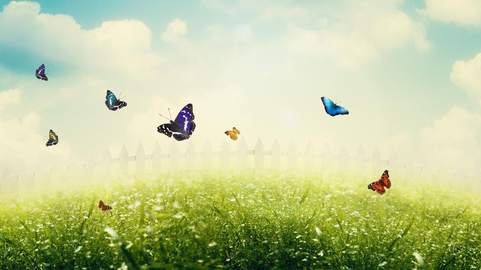 1920x1080 Wallpaper Butterflies: Spring Fresh Flowers Clouds Grass Mist Sky