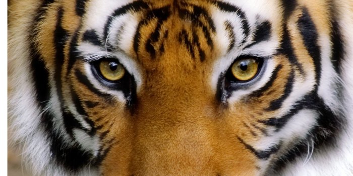 1920x1080 Angry Tiger Eyes Wallpapers