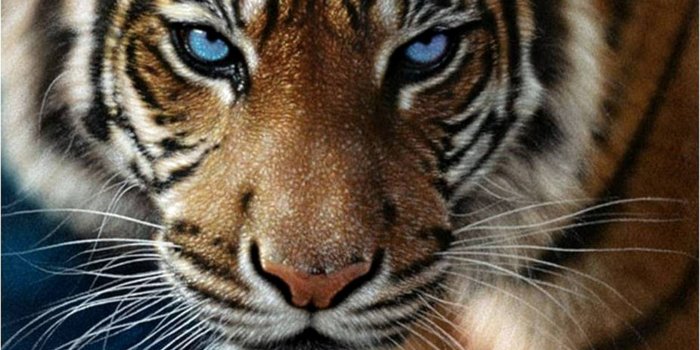 1680x1050 Angry Tiger Eyes Wallpapers