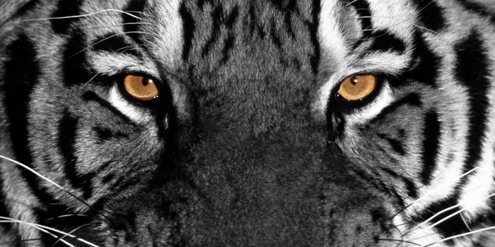 1600x1200 Tiger Eyes Wallpaper - Eyes Wallpaper (28331382) - Fanpop