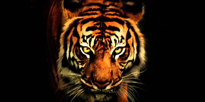 1920x1080 Eye Of The Tiger Wallpapers