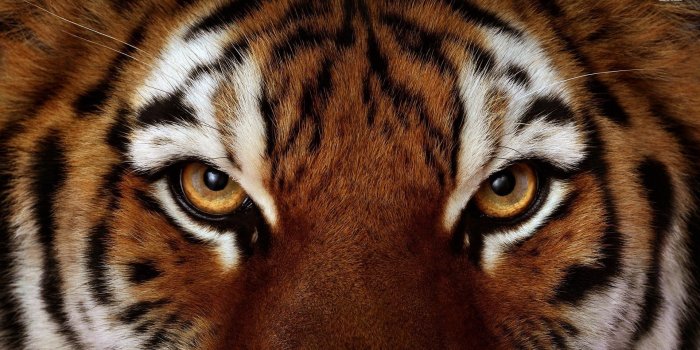 1920x1080 Sv Ramanjinappa on Chokolate | Tiger face, Tiger wallpaper