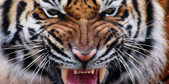 1920x1080 Angry Tiger Eyes Wallpapers