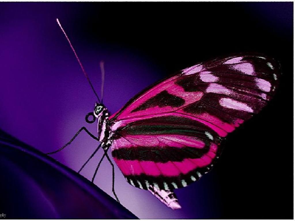 1024x768 Funny animated butterfly wallpaper |Funny Animal
