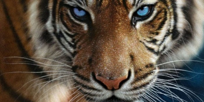 1152x864 Tiger Eyes Widescreen Wallpapers 20541 - Baltana