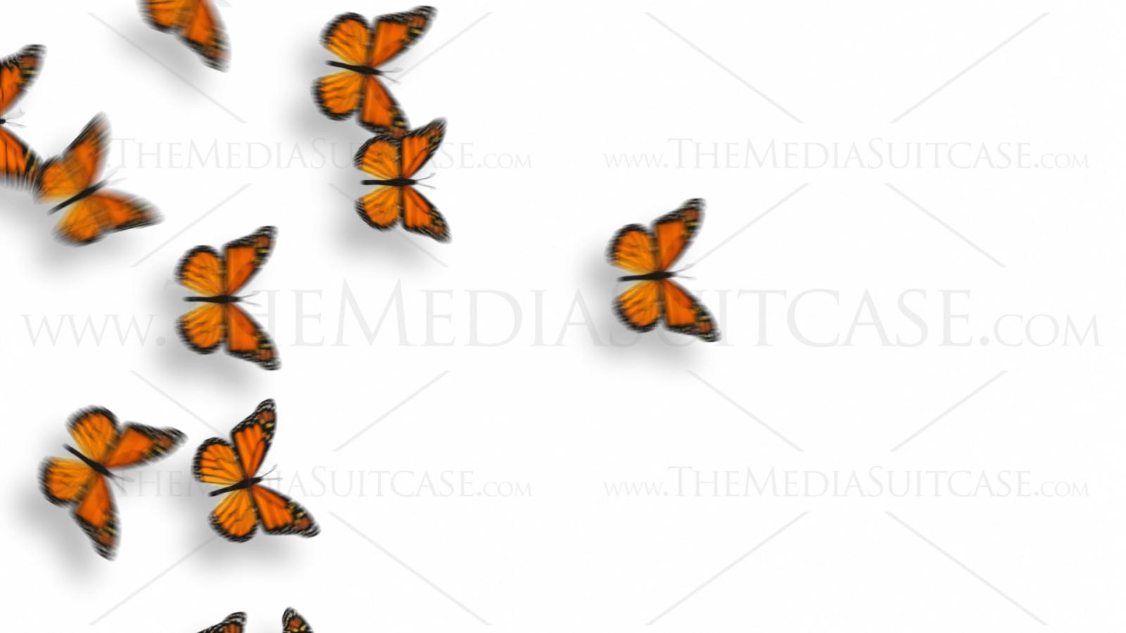 1920x1080 Animated Butterflies Royalty Free Video