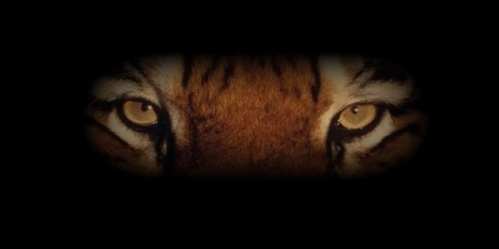 1024x768 Eye(s) of the tiger!! Great song... | Tigers | Tiger wallpaper, Eye