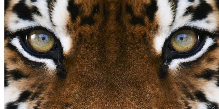 1920x1080 Tiger Eyes HD desktop wallpaper : Widescreen : High Definition