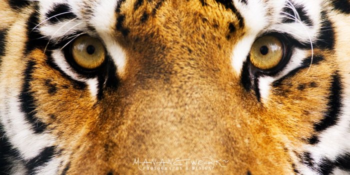 1920x1200 Tiger Eyes HD wallpaper