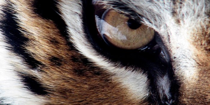 1920x1080 Angry Tiger Eyes Wallpapers