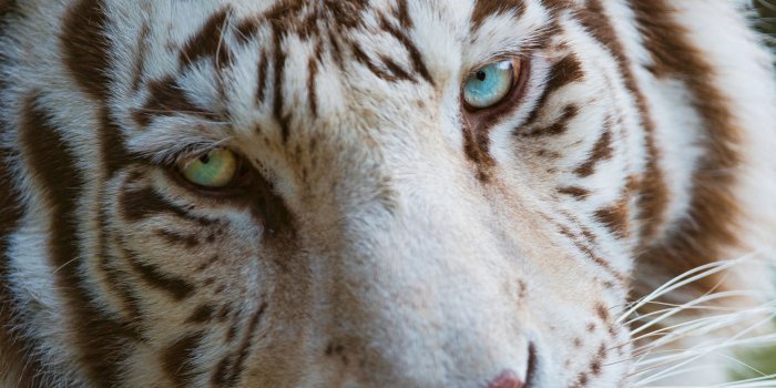 3554x1999 White Tiger Eyes ❤ 4K HD Desktop Wallpaper for 4K Ultra HD TV