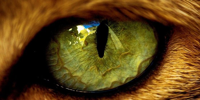 1920x1200 Closeup of Tiger Eye | Macro Photo and Wallpaper | eye spy | Lion