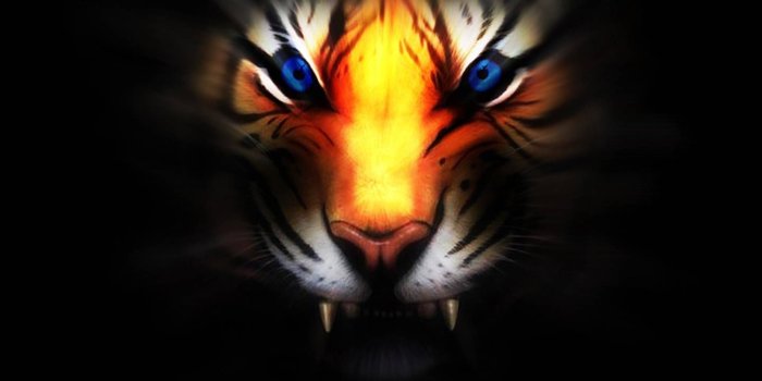 1440x1280 Tiger Eyes Wallpaper by Mrs_D - c4 - Free on ZEDGE™