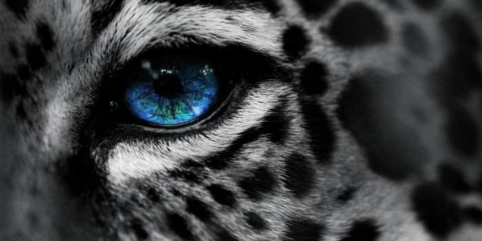 1920x1200 Angry Tiger Eyes Wallpapers