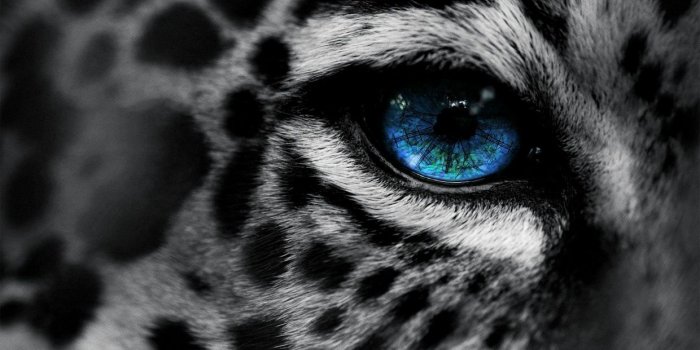 1240x775 Tiger Eye wallpaper - Limited