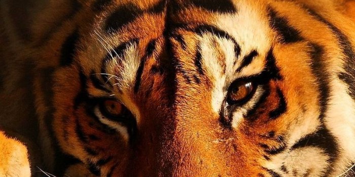 800x1200 Download wallpaper 800x1200 tiger, eyes, brooding, stones, lies