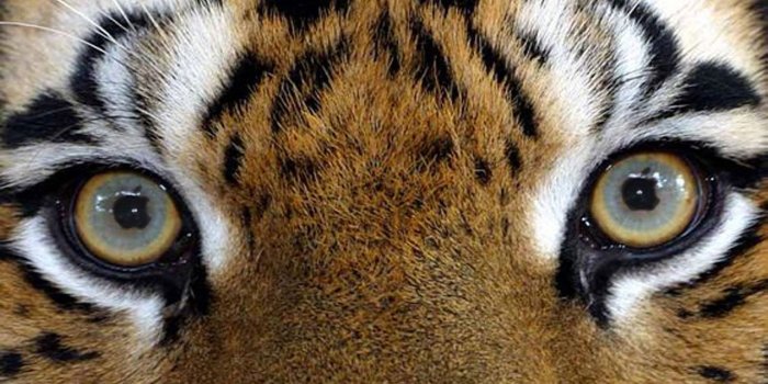 1280x960 Tiger's eyes - Wildlife Photography Wallpaper (22238610) - Fanpop
