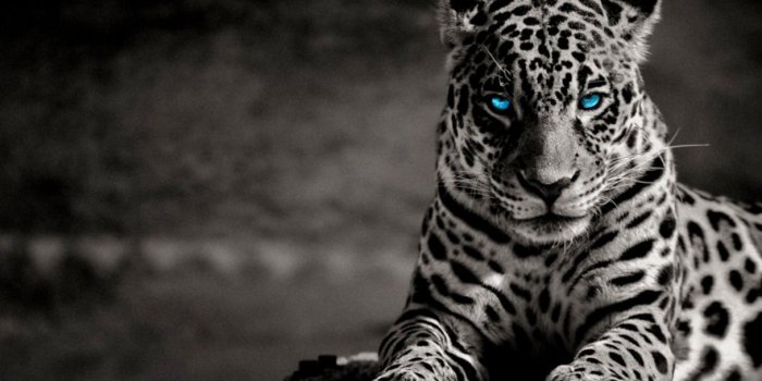 1216x760 White Tiger With Blue Eyes Wallpapers 3d