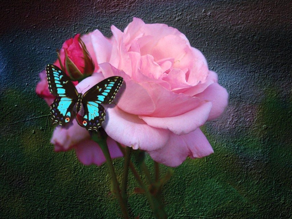 1024x768 Butterfly And Rose - Roses Wallpaper (17275185) - Fanpop