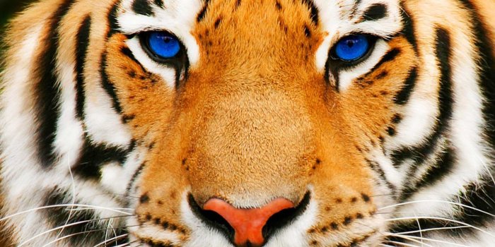 1920x1080 Tiger Eyes HD Desktop Wallpaper 20534 - Baltana
