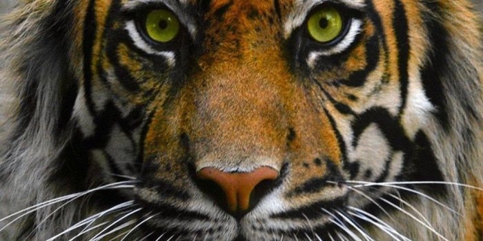 1024x768 The tiger eyes wallpaper