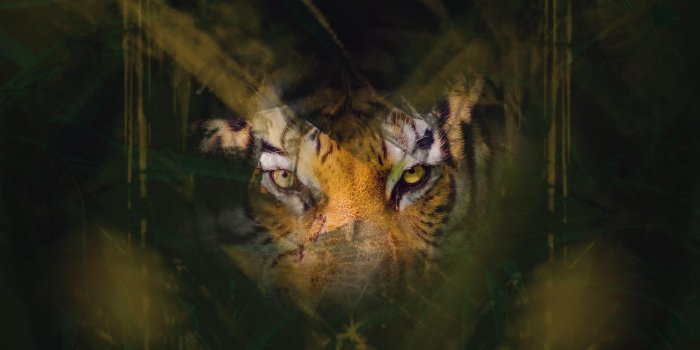 3836x3264 wallpaper tiger, eyes, glance, hide HD : Widescreen : High