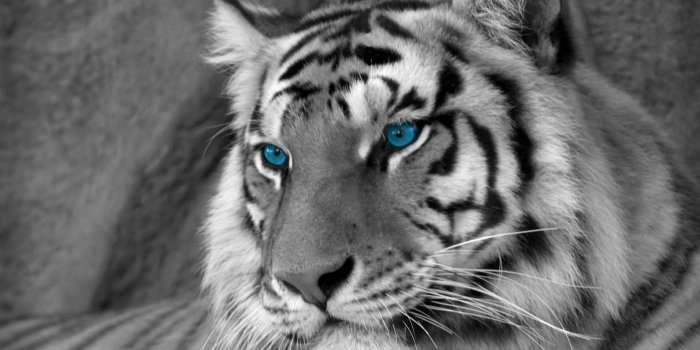 1920x1200 Angry Tiger Eyes Wallpapers