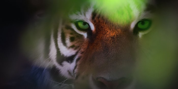 2880x1620 Tiger Eyes Wallpapers | HD Wallpapers | ID #28866