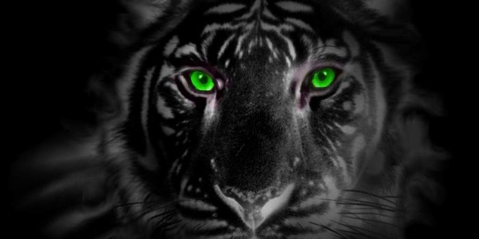 1024x768 Black Panther Eyes Wallpaper | green eye tiger by tigerallied