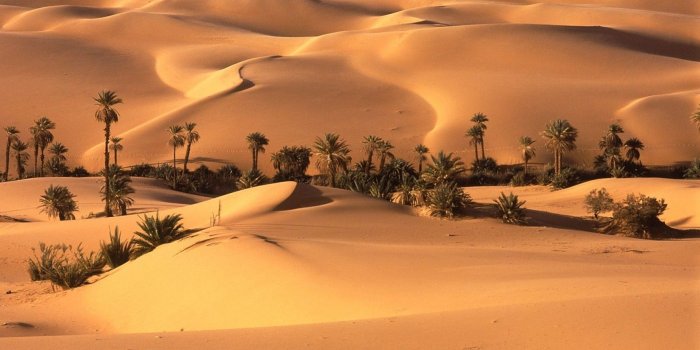 1920x1080 Palm Desert Sand Wallpaper HD | Wallpaper | Desert oasis, Deserts of
