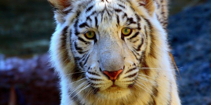 2560x1600 3315539 Tiger, Eyes, Face, Sad wallpaper and background | Animal