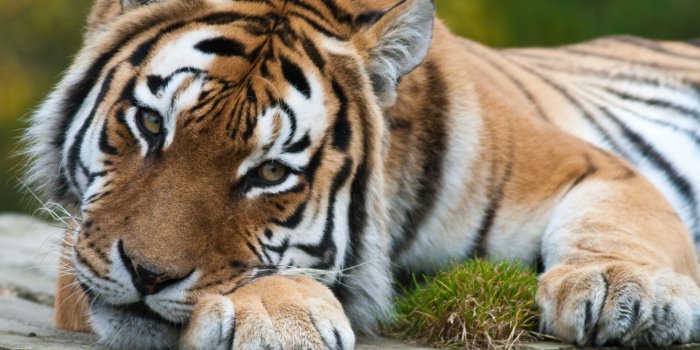 3479x2319 Tiger eyes wallpaper | animals | Wallpaper Better