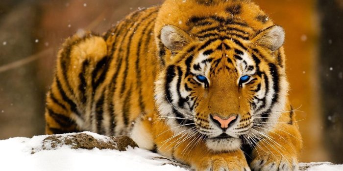 1920x1080 winter, Snow, Blue, Eyes, Animals, Tigers Wallpapers HD / Desktop