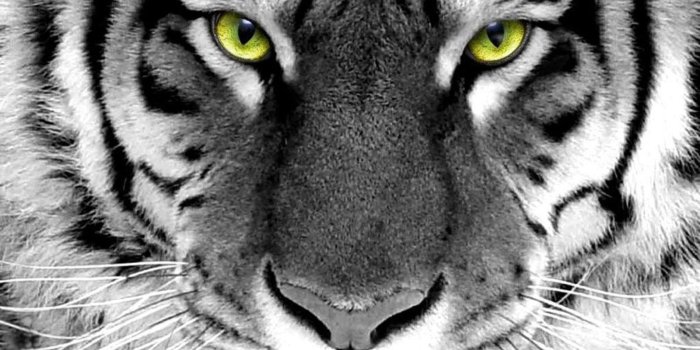 1600x1200 White Tiger HD Wallpaper - Wallpapers Browse