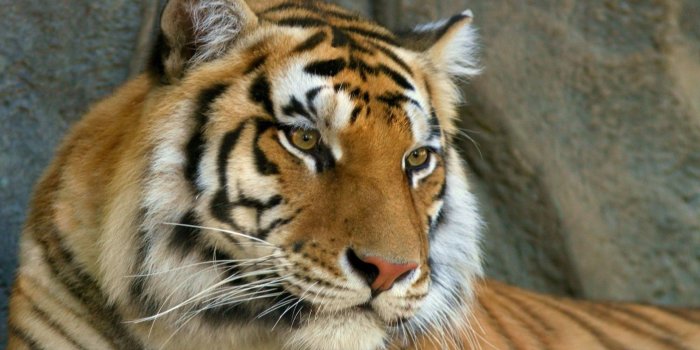 1920x1080 Mustache Face Tiger Eyes Predator - Free Stock Photos, Images, HD