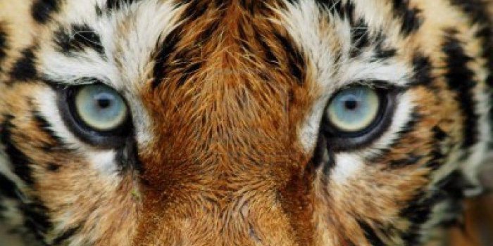 1200x804 Tiger Face Wallpaper - Wallpapers Browse