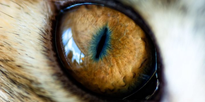 2560x1600 Eyes - Real Tiger Eye Animal (#1634075) - HD Wallpaper Download