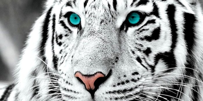1299x803 White Bengal Tiger With Blue Eyes Wallpaper | Wallpapers Nature