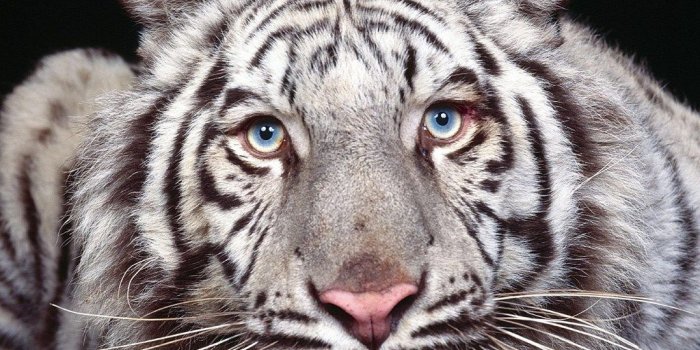 1024x768 White tiger eyes wallpaper.jpg Desktop Background