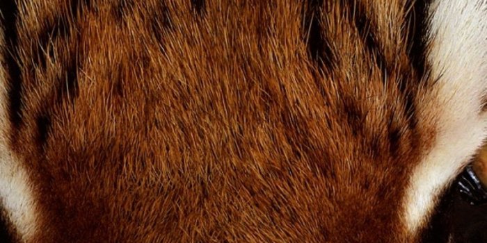 1080x1920 Download 1080x1920 Tiger Eyes, Close-up, Predator Wallpapers for