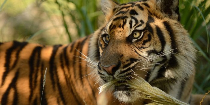 2048x1363 30 tiger eyes wallpaper pictures